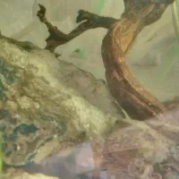 سیچلاید آفریقایی و آمریکایی|ماهی|بیرجند, |دیوار