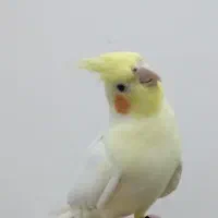 جفت عروس هلندی|پرنده|ایرانشهر, |دیوار