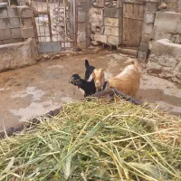 تیشتر زاه‌پاک‌‌سرحال  پرچستان گورویی