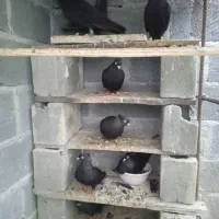 سیاه آبادانی زیبا و تمیز|پرنده|بندر کنگان, |دیوار