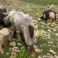 فروش قوچ اصیل بختیاری