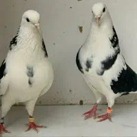 جفت های . ساعت بالا . گرو دولاب . عتیقه|پرنده|تهران, نیروی هوایی (پیروزی)|دیوار