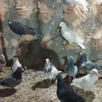 کفتر پرشی به شرط|پرنده|عطاملک, |دیوار