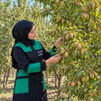 ارائه انواع نهال بادام دیمی/مناسب زمین کم اب
