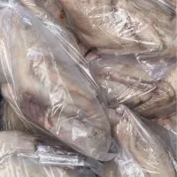 فروش مرغ وخروس وبوقلمون واردک محلی