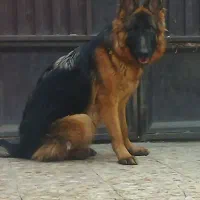 سگ ژرمن شولاین ماده