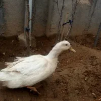 اردک درشت نر