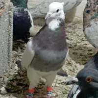 کفتر  طوقی اناری نر