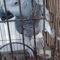 جفت کاسکو درجه یک تازه جفت