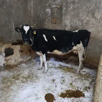 فروش گاو هلشتاین آبستن و البسه چاق|حیوانات مزرعه|ازنا, |دیوار