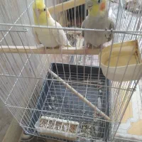 جفت عروس هندی جوجه داده کار درست|پرنده|مهریز, |دیوار