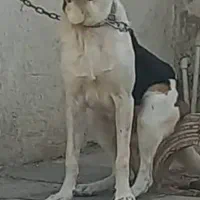 الابای|سگ|قدس, شهرک صنعتی زاگرس|دیوار