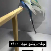 ۴۰ جفت مرغ عشق  رینبو(رنگین کمانی)مولد