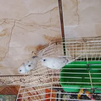 دو عدد جوجه مرغ عشق