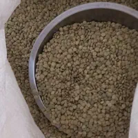 عدس ونخوددیمی