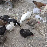 مرغ و خروس محلی اردک|حیوانات مزرعه|قرچک, قشلاق جیتو|دیوار