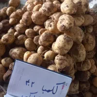 سیب بذری وارداتی ۴۰۲ و ۴۰۳