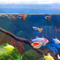 ماهی گوپی|ماهی|شیراز, دارالرحمه|دیوار