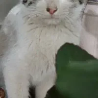 گربه گم شده|حیوانات|سبزوار, هویزه|دیوار