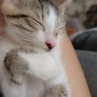 حیوانات|گربه|لاهیجان, گلستان|دیوار