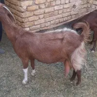 بز پاکستانی|حیوانات مزرعه|شهرضا, |دیوار