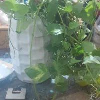 گل طبیعی با گلدان|گل و گیاه طبیعی|دهدشت, |دیوار