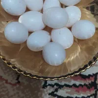 تخم کبوتر تازه