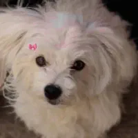 سگ پشمالو و سفید