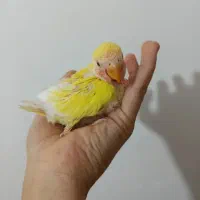 جوجه.طوطی.
