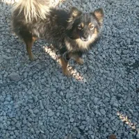 سگ دستی وباهوش