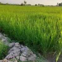 زمین کشاورزی شالیزار برنج