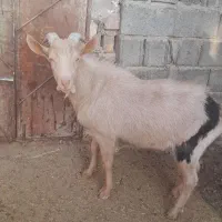 نر بز مور سان با خلوص بالا|حیوانات مزرعه|تایباد, |دیوار