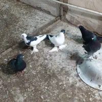 کبوتر.کفتر|پرنده|تبریز, |دیوار