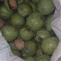 گردو با پوست تر