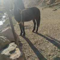 مادیان با کره|اسب و تجهیزات اسب‌سواری|دیواندره, |دیوار