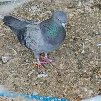 کبوتر شازده عرب پشتی و خاکی