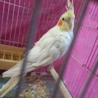 عروس هلندی|پرنده|قم, انصار‌الحسین|دیوار