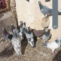 کفتر کهنه|پرنده|مشهد, خواجه ربیع|دیوار