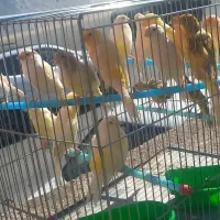 قناری بخون|پرنده|مسجد سلیمان, |دیوار