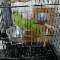 یک جفت  طوطی ملنگو