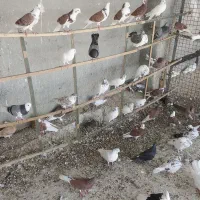 فروشی|پرنده|دامغان, |دیوار