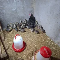 بوقلمون به همراه جوجه