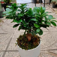 گل بن سای جنسینگ با گلدون پلیمر و خاک تعویض شده