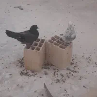 دو عدد کبوتر به همراه قفس