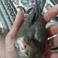 جوجه عروس  شاهتخم دستی