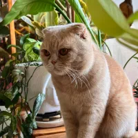 واگذاری گربه با تمام وسایل|گربه|آبادان, |دیوار