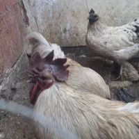 مرغ و خروس محلی