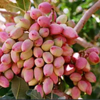 فروش باغ پسته ۲۰ راَس