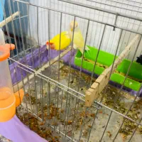 جفت طوطی برزیلی مولد