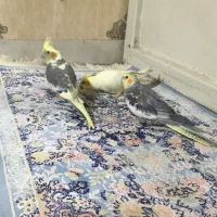 پرنده زینتی عروس|پرنده|مشکین‌دشت, |دیوار